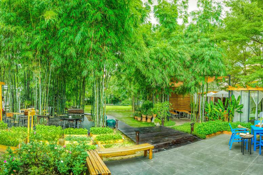 bamboo